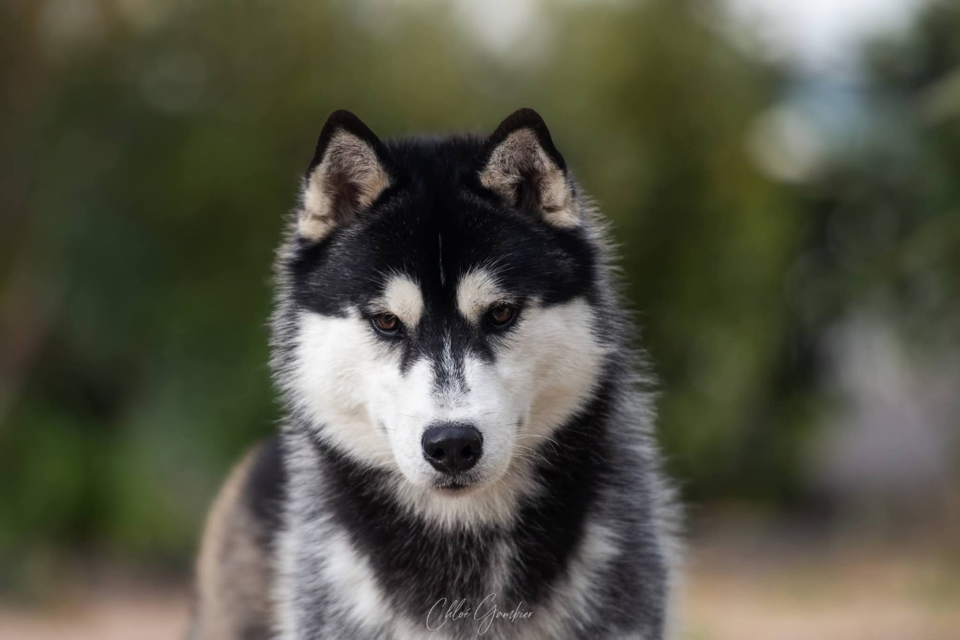 Vertige de l'amour Of Umok's Dreams