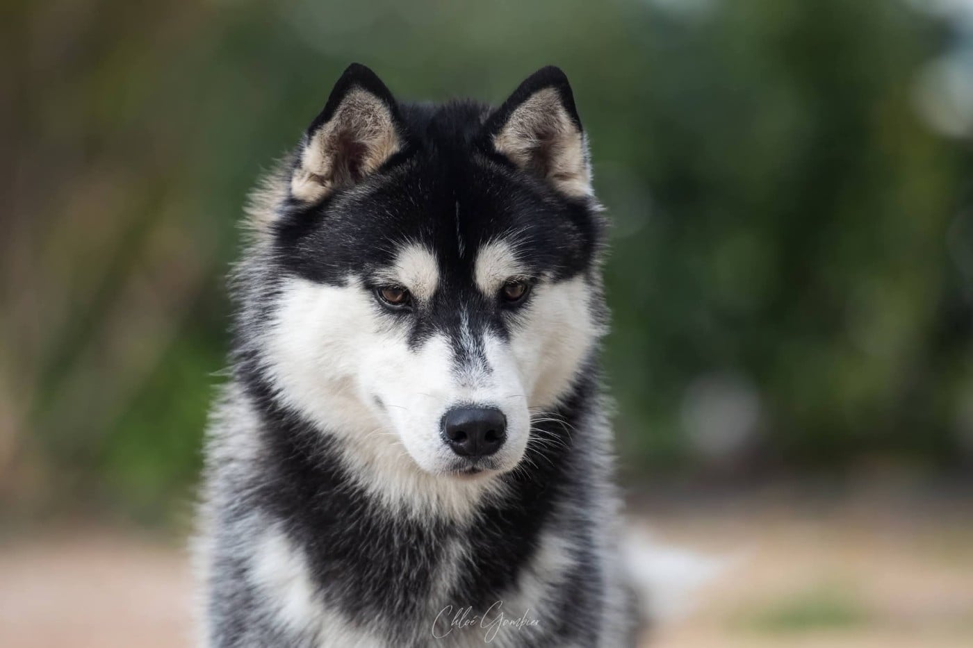 Vertige de l'amour Of Umok's Dreams