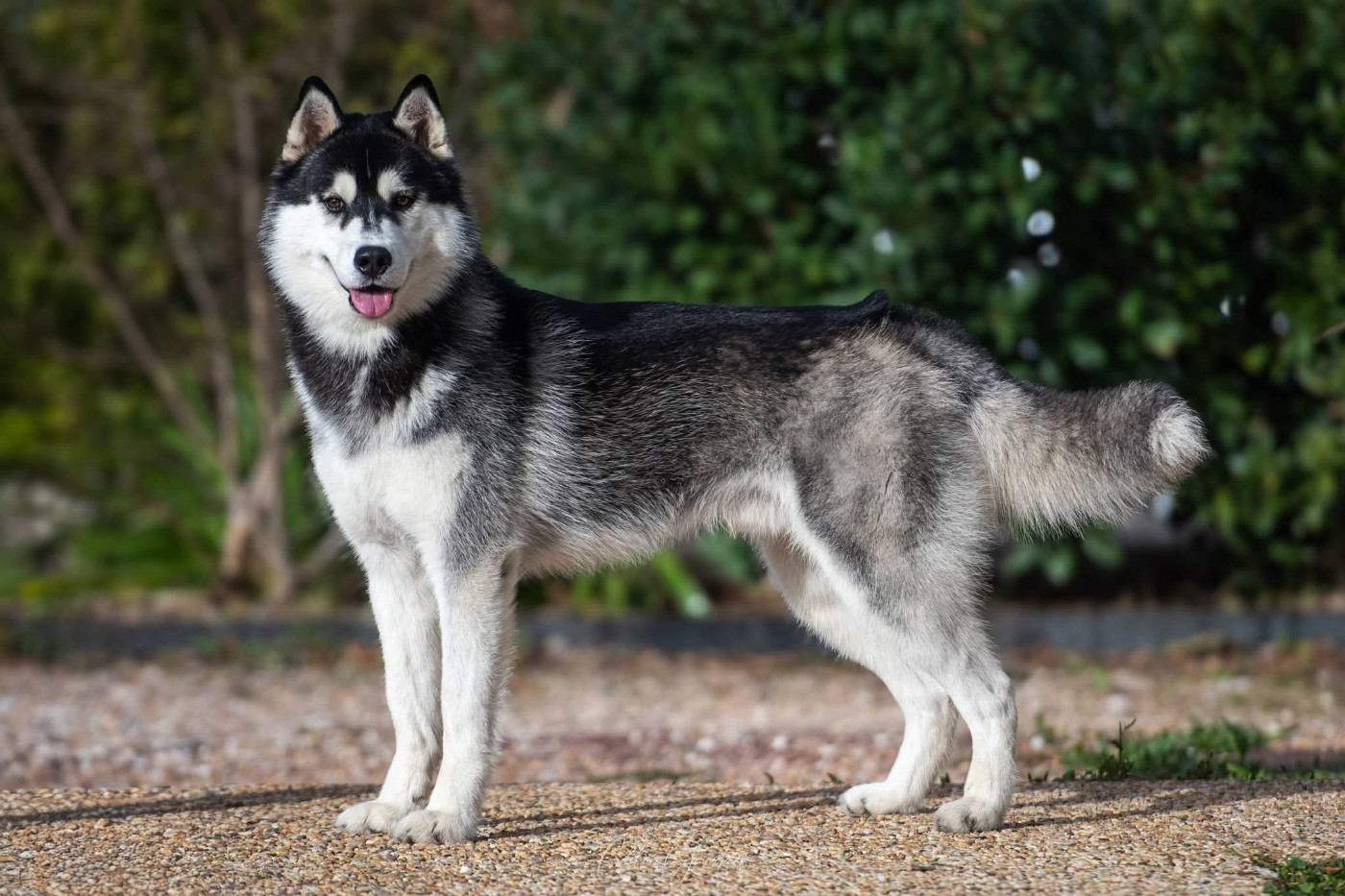 Vertige de l'amour Of Umok's Dreams