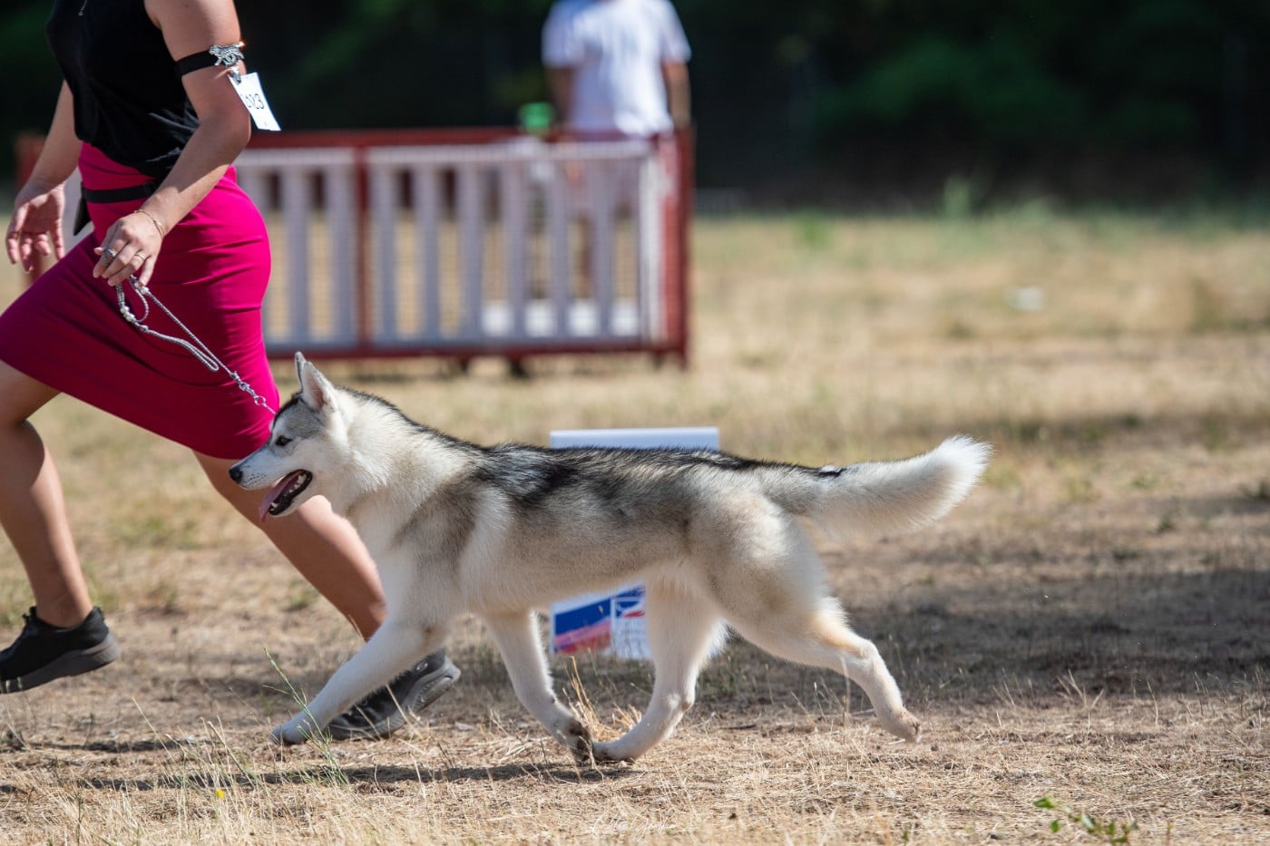 Akira of Nordic Forest - 1 Très Prometteur meilleur puppy