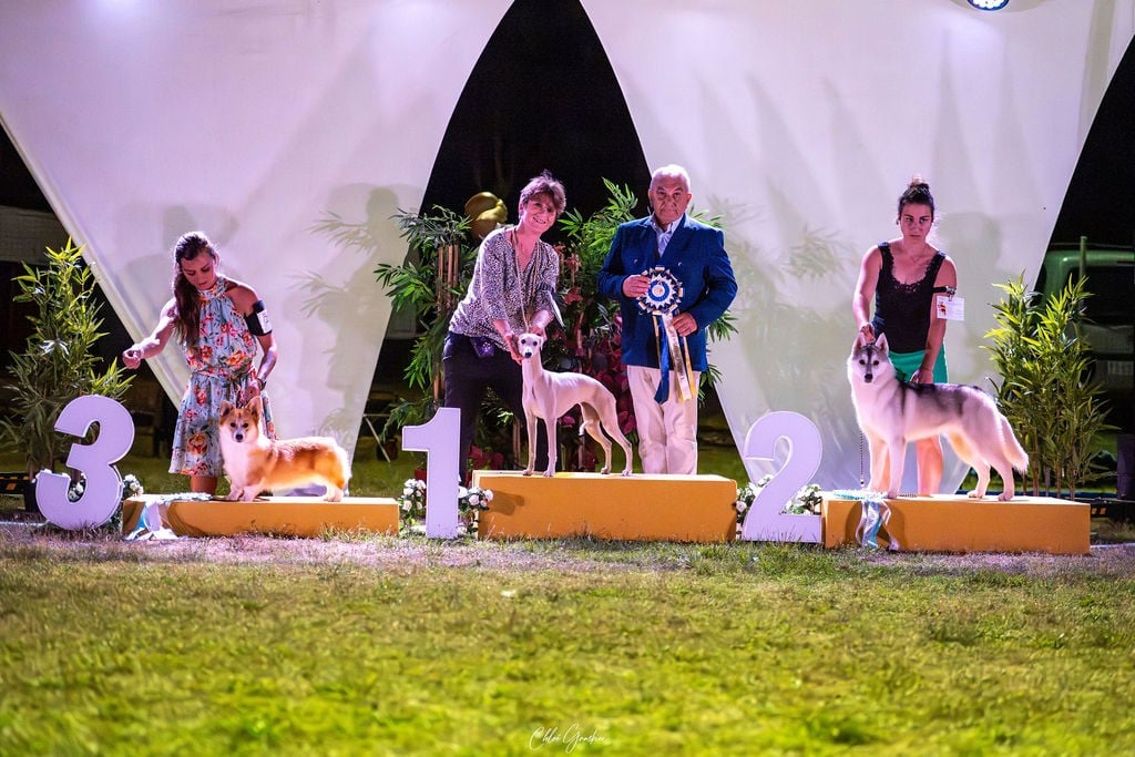 Akira of Nordic Forest - 1er Très Prometteur Meilleur Puppy RBIS