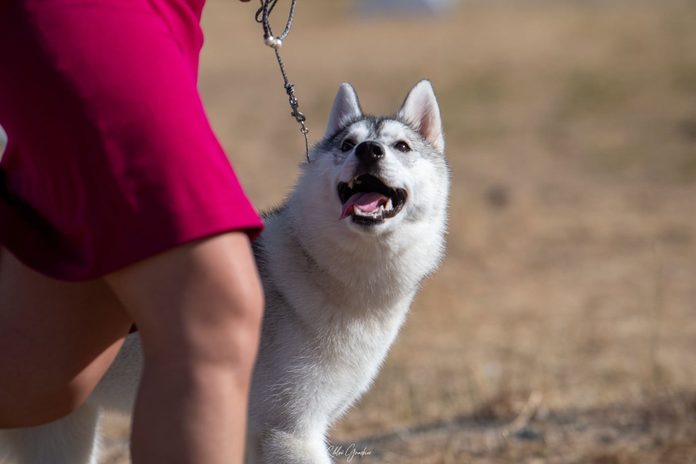 Akira of Nordic Forest - 1er Très Prometteur Meilleur Puppy du Groupe 5