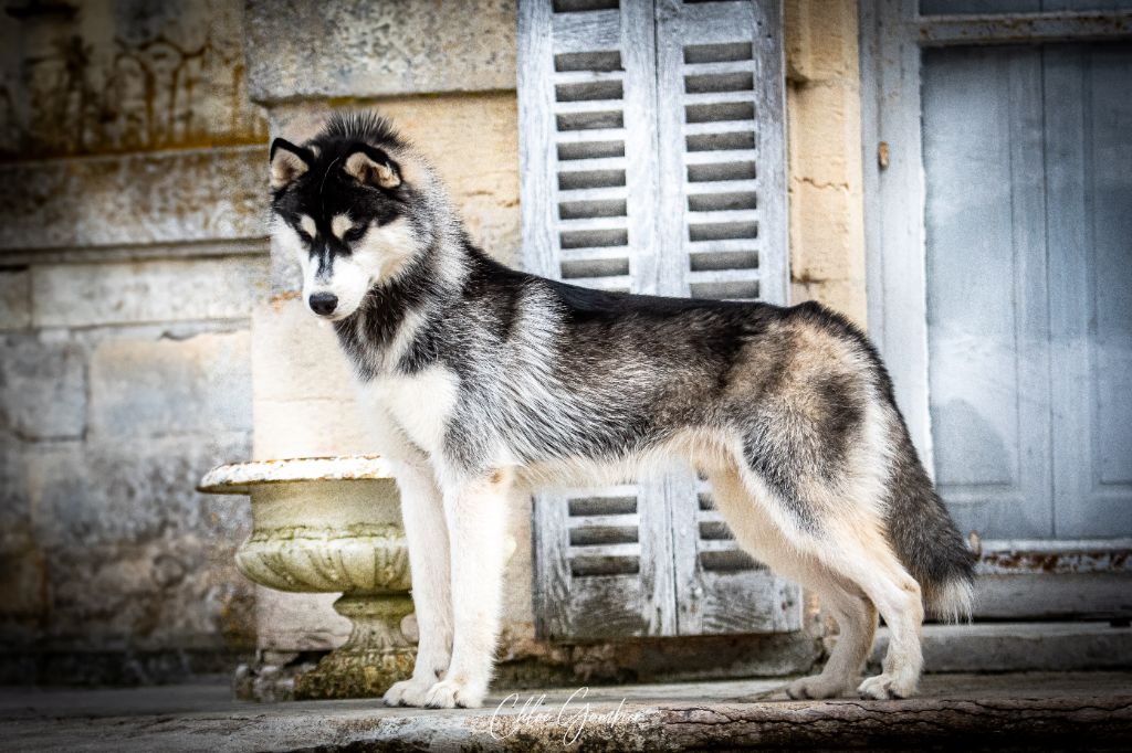 Vertige de l'amour Of Umok's Dreams - 2eme Très Bon