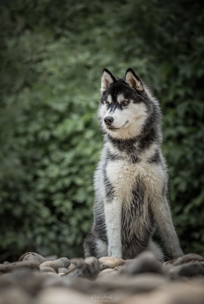 Vertige de l'amour Of Umok's Dreams - Excellent