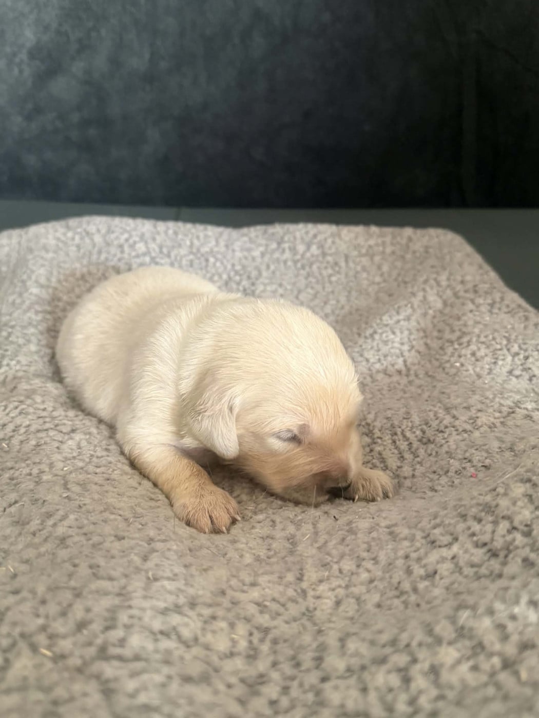 Chiot vert - Golden Retriever