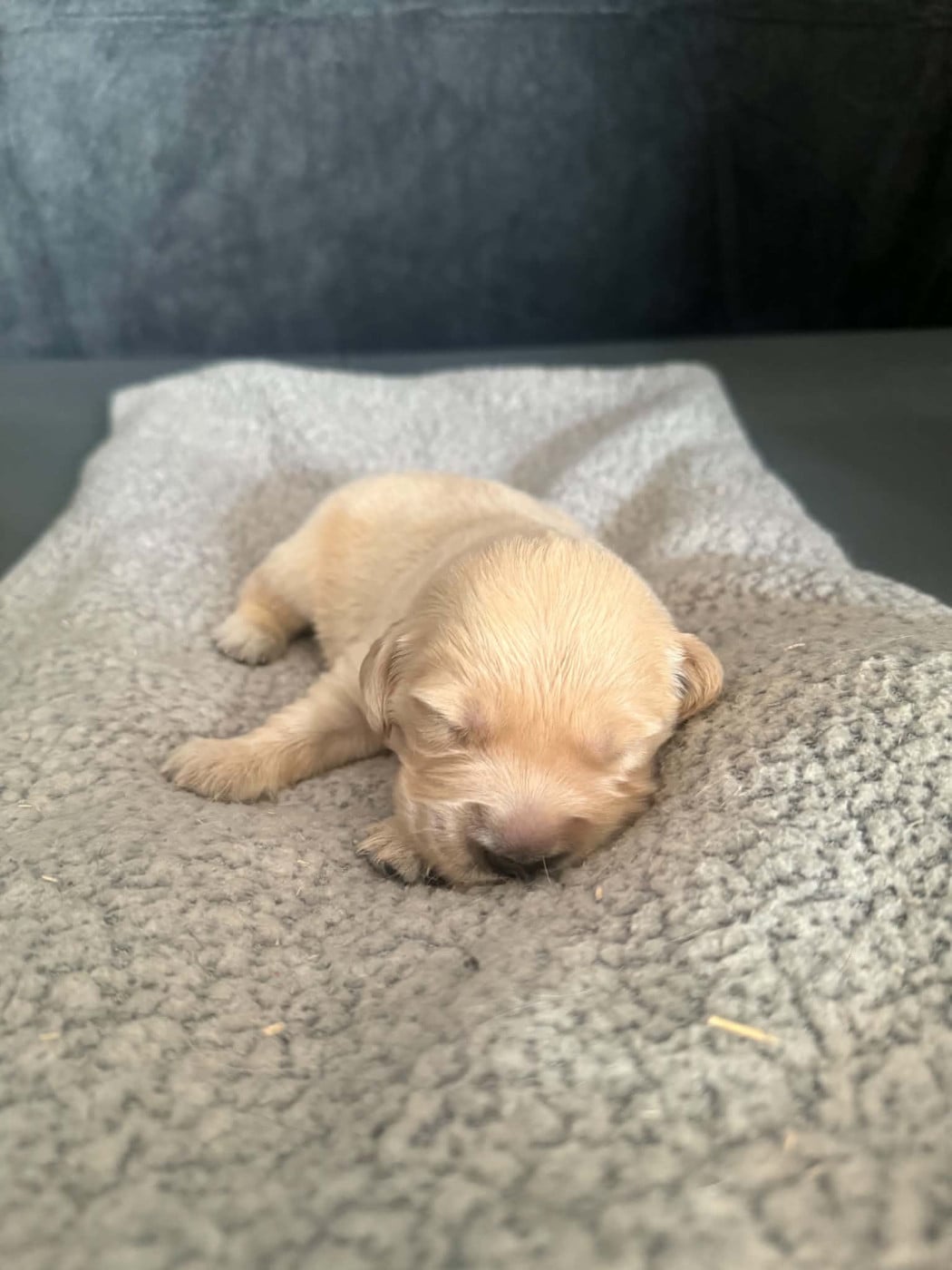 Chiot rouge - Golden Retriever