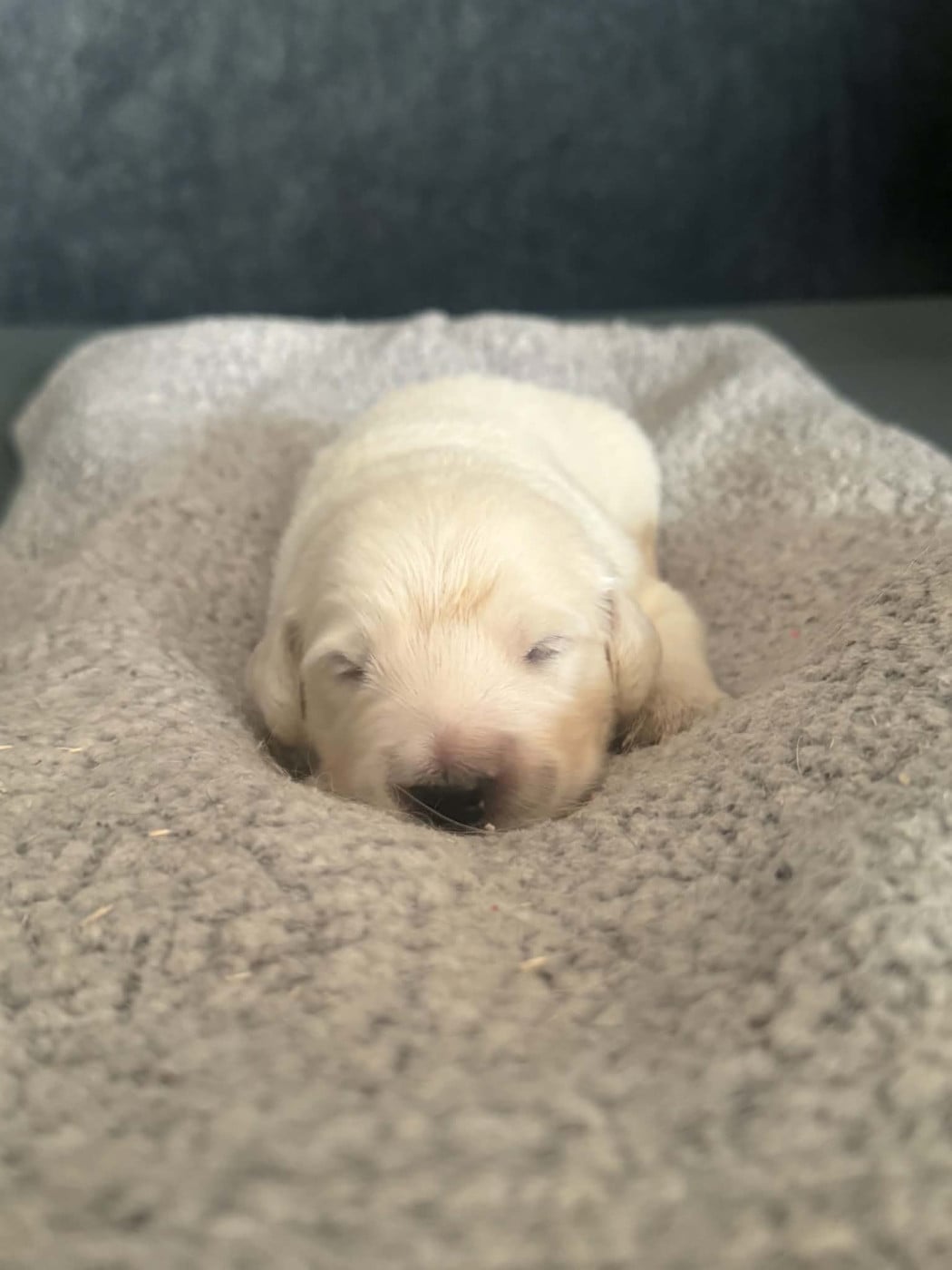 Chiot noir - Golden Retriever