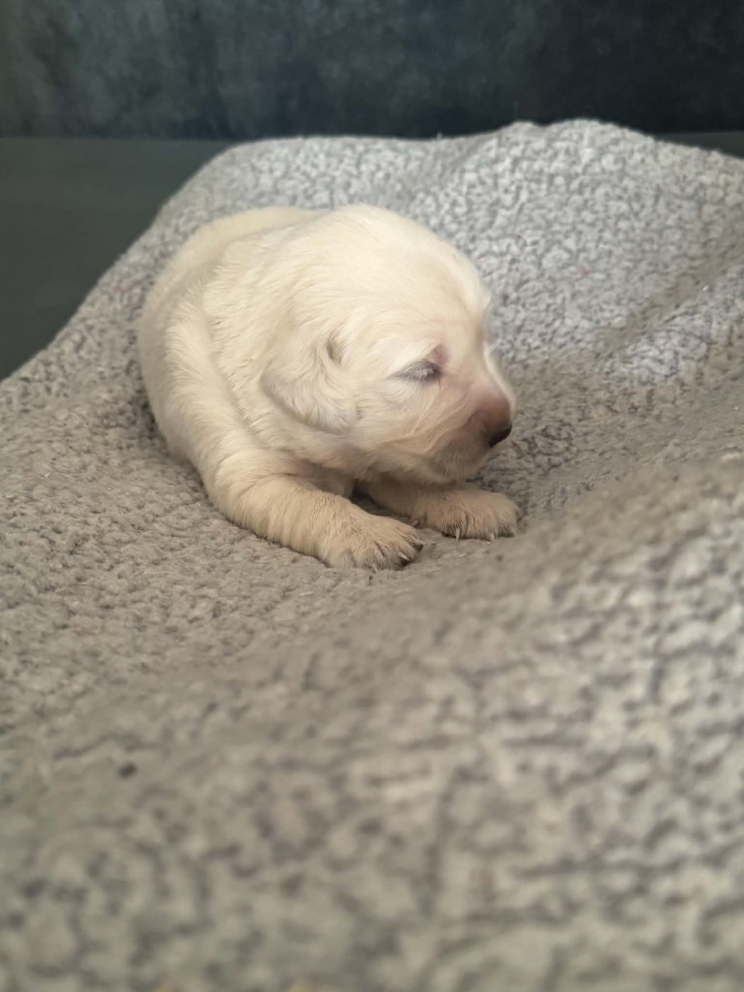 Chiot rose - Golden Retriever