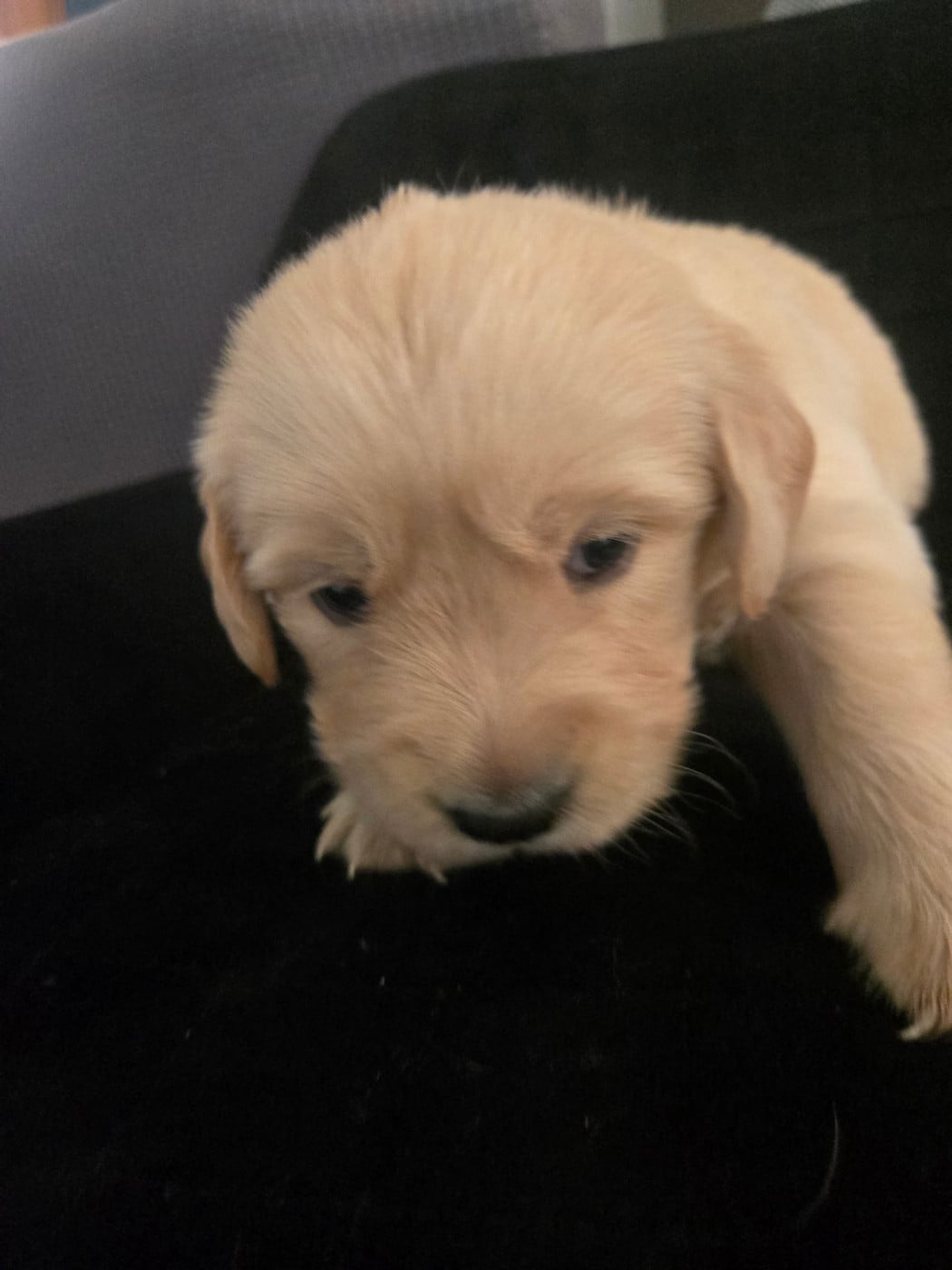 Golden Retriever - Au Val D'Etna