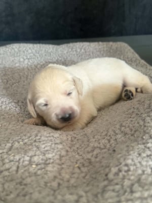 Les chiots de Golden Retriever