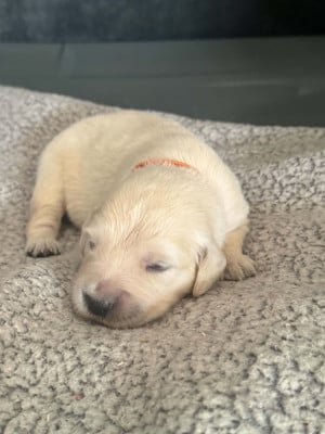 Les chiots de Golden Retriever