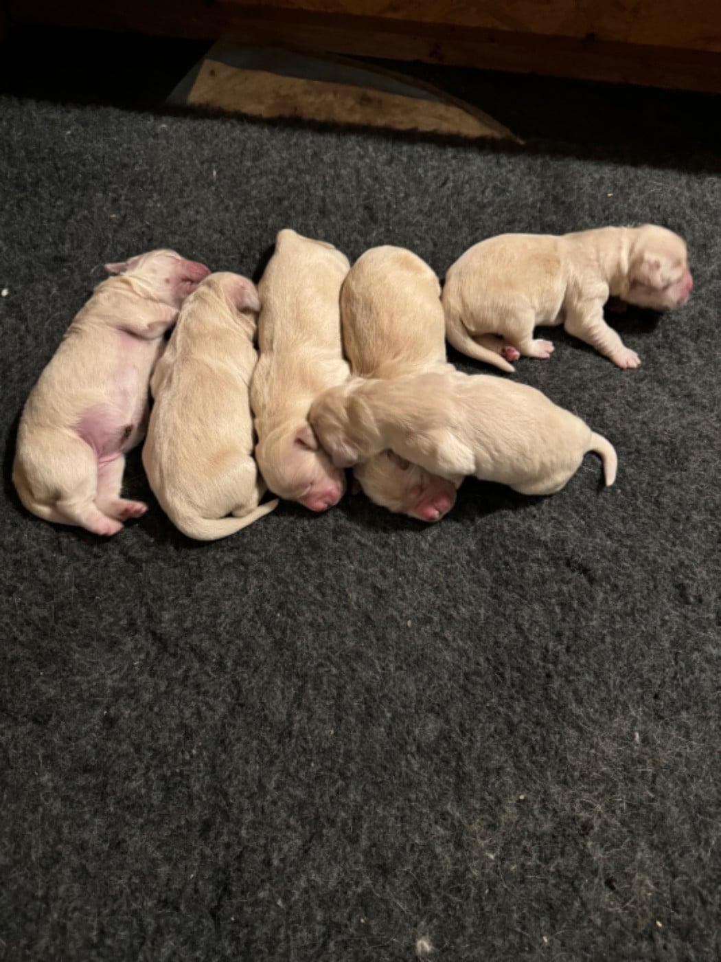 CHIOT 1 - Golden Retriever