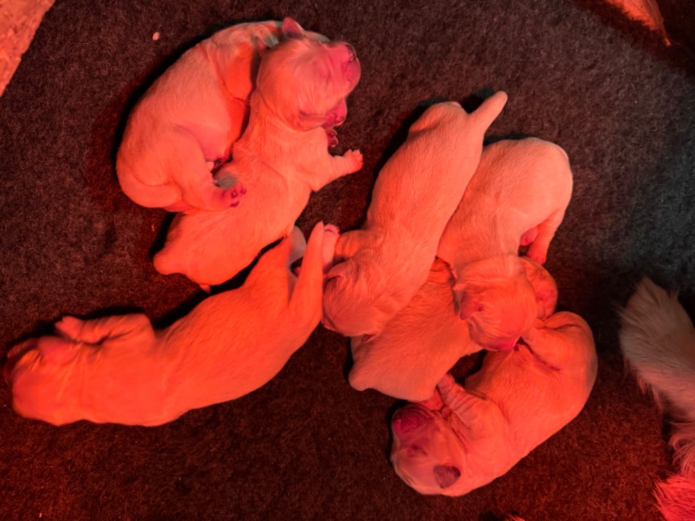 CHIOT 2 - Golden Retriever