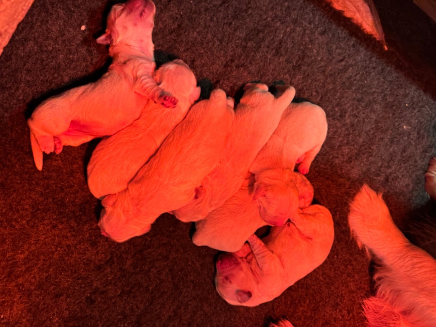 CHIOT 3 - Golden Retriever