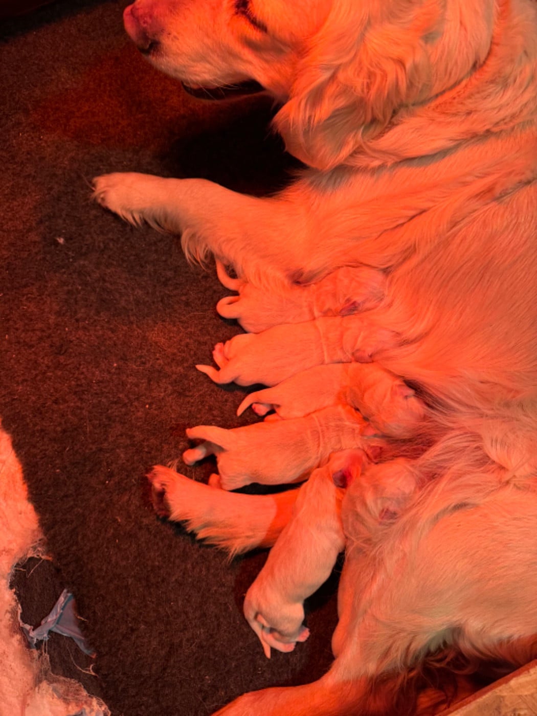 CHIOT 7 - Golden Retriever