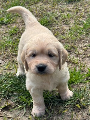 Les chiots de Golden Retriever