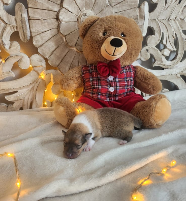 Colley à poil long - Son Altesse Royale