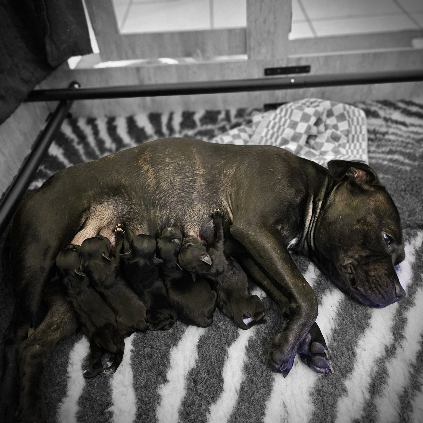 Staffordshire Bull Terrier - du Royaume du Staffi Audois