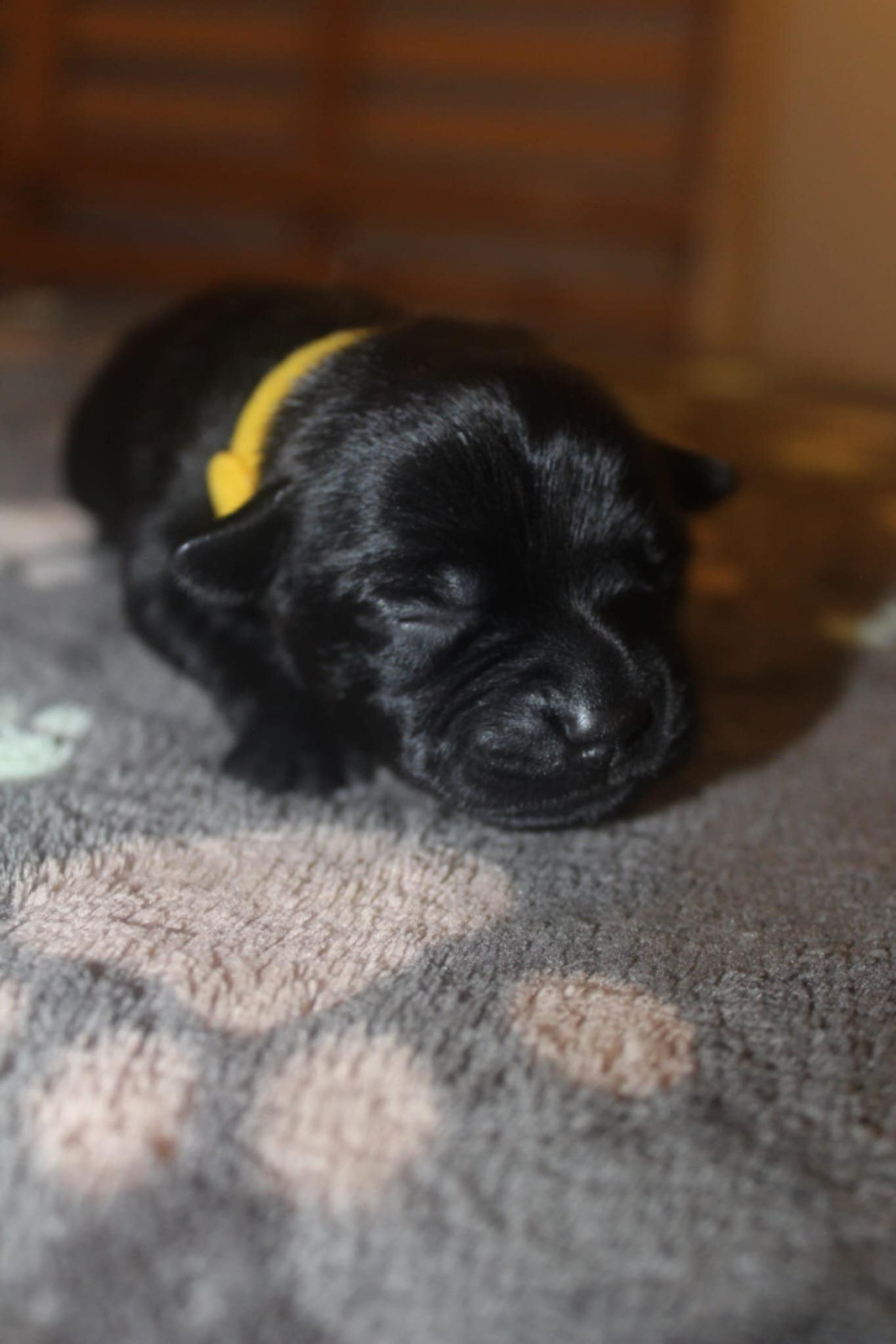 Bright Pearl - Staffordshire Bull Terrier