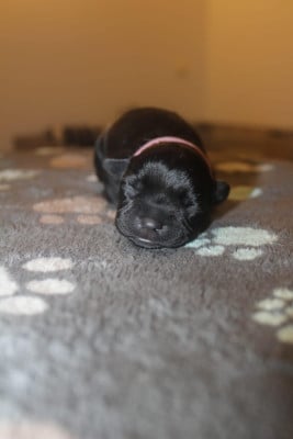 Les chiots de Staffordshire Bull Terrier