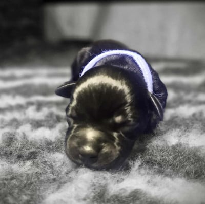 Les chiots de Staffordshire Bull Terrier