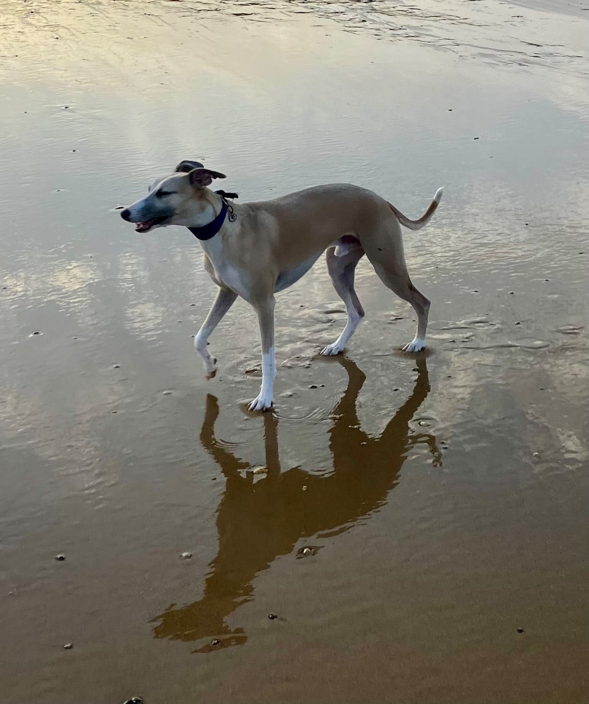 Publication : De L’Hostel De Pinoy Auteur : Jean-Yves Pinoy