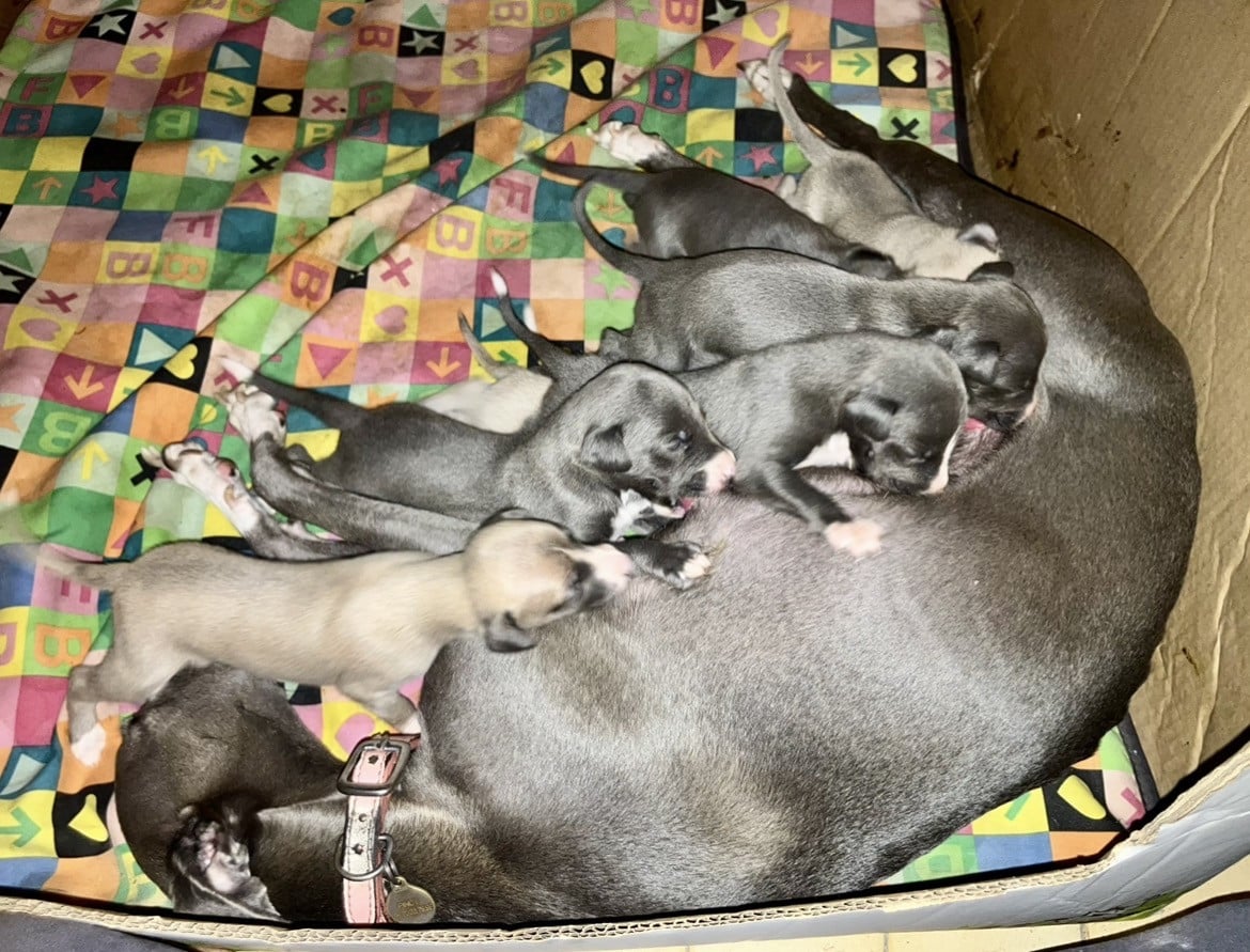 Whippet - De L?Hostel De Pinoy