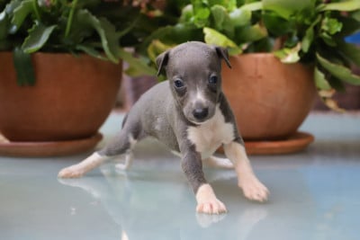 Les chiots de Whippet
