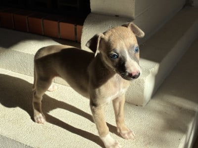 Les chiots de Whippet