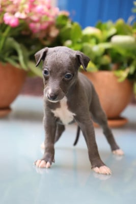 Les chiots de Whippet