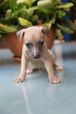 Les chiots de Whippet