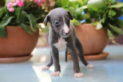 Les chiots de Whippet