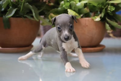 Les chiots de Whippet
