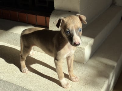 Les chiots de Whippet