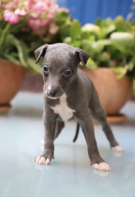 Les chiots de Whippet