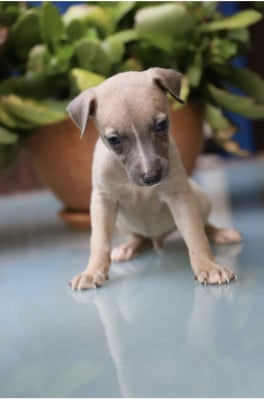 Les chiots de Whippet