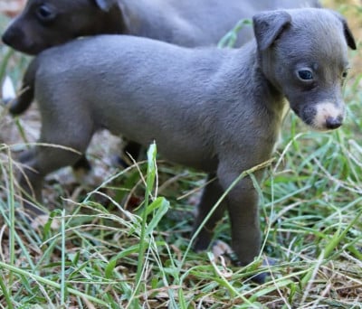 Les chiots de Whippet
