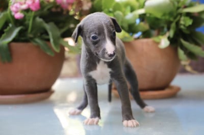 Les chiots de Whippet