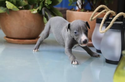 Les chiots de Whippet