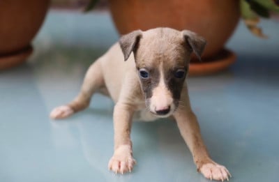 Les chiots de Whippet
