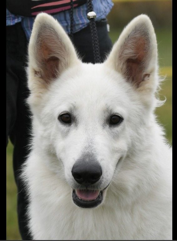 CH. Victory to my king sabba Entre Ciel Et Terre