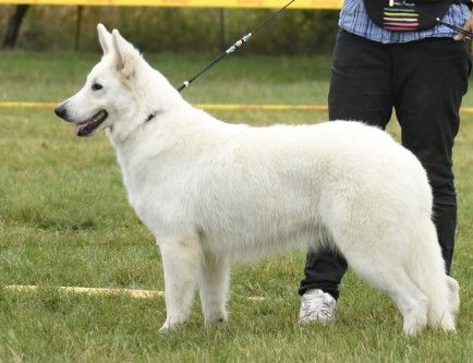 CH. Victory to my king sabba Entre Ciel Et Terre