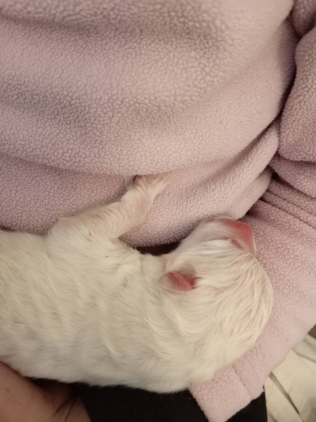 Berger Blanc Suisse - Entre Ciel Et Terre