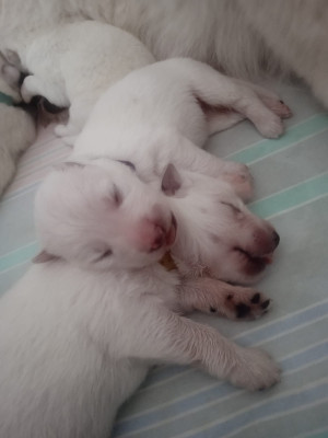 Les chiots de Berger Blanc Suisse