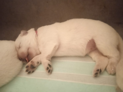 Les chiots de Berger Blanc Suisse