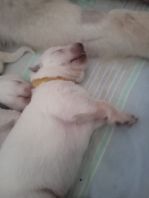 Les chiots de Berger Blanc Suisse