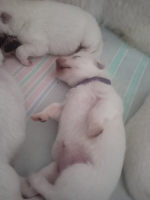 Les chiots de Berger Blanc Suisse