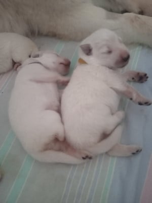 Les chiots de Berger Blanc Suisse
