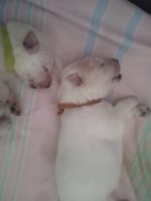 Les chiots de Berger Blanc Suisse