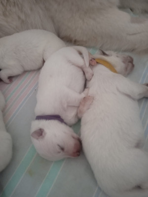 Les chiots de Berger Blanc Suisse